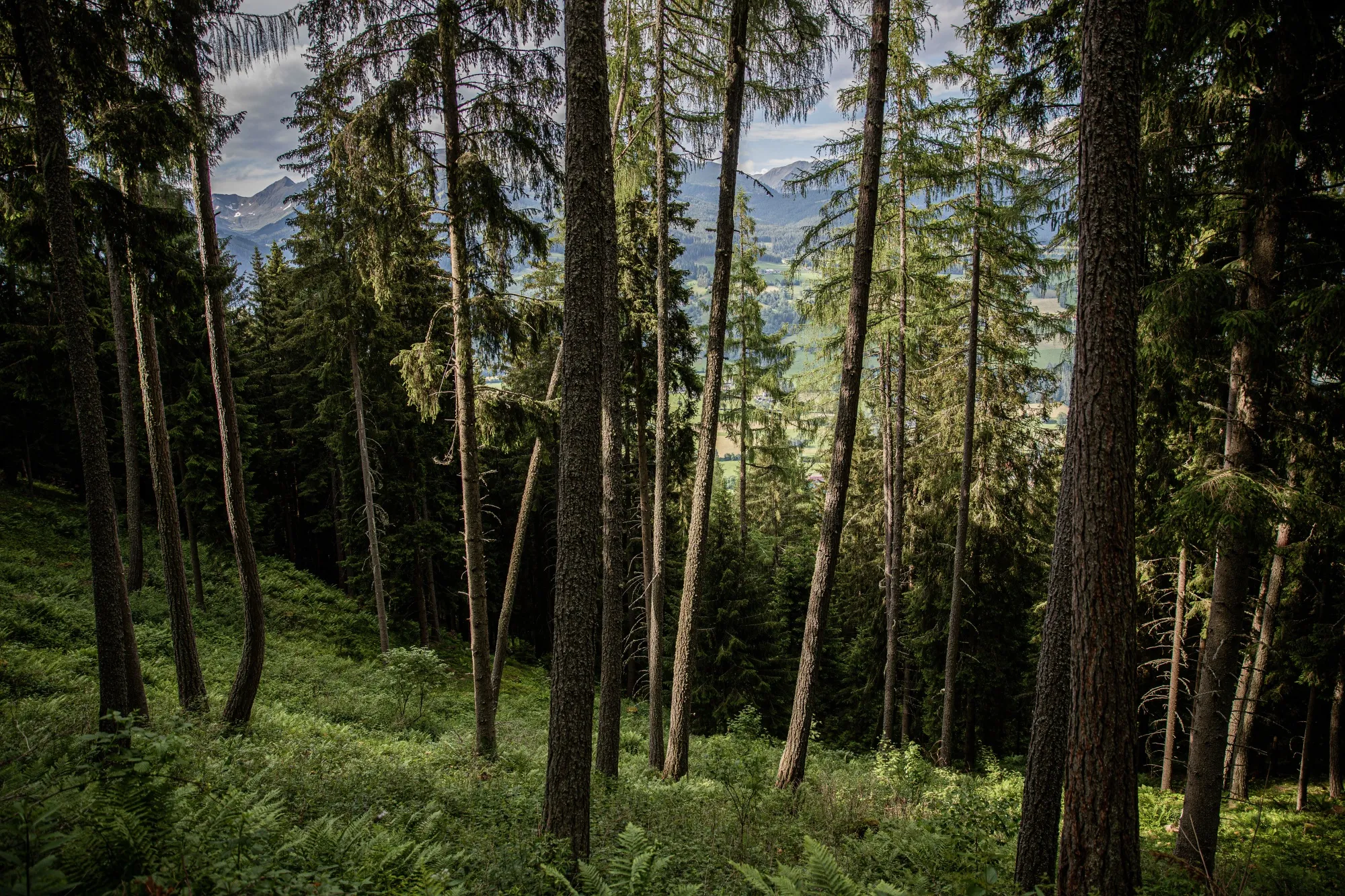 A spruce tree mountain forest in the alpine&nbsp;valley near Freistritz am Kammersberg in Austria. Using a high-tech manufacturing process, wooden spruce planks are processed into slabs of cross-laminated timber, able to bear&nbsp;thousands of tons of weight.