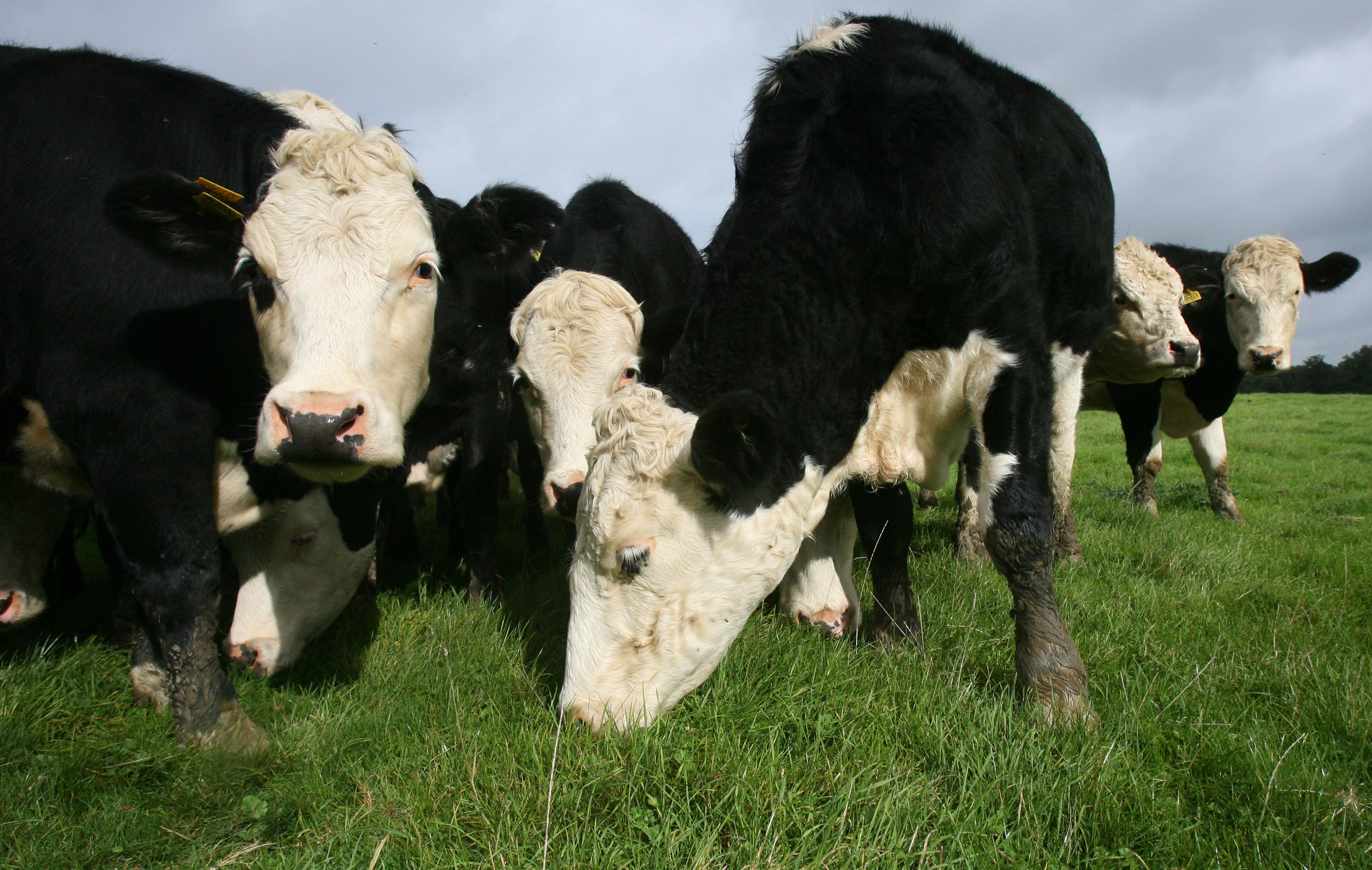 UK BEEF AND DAIRY CATTLE 
