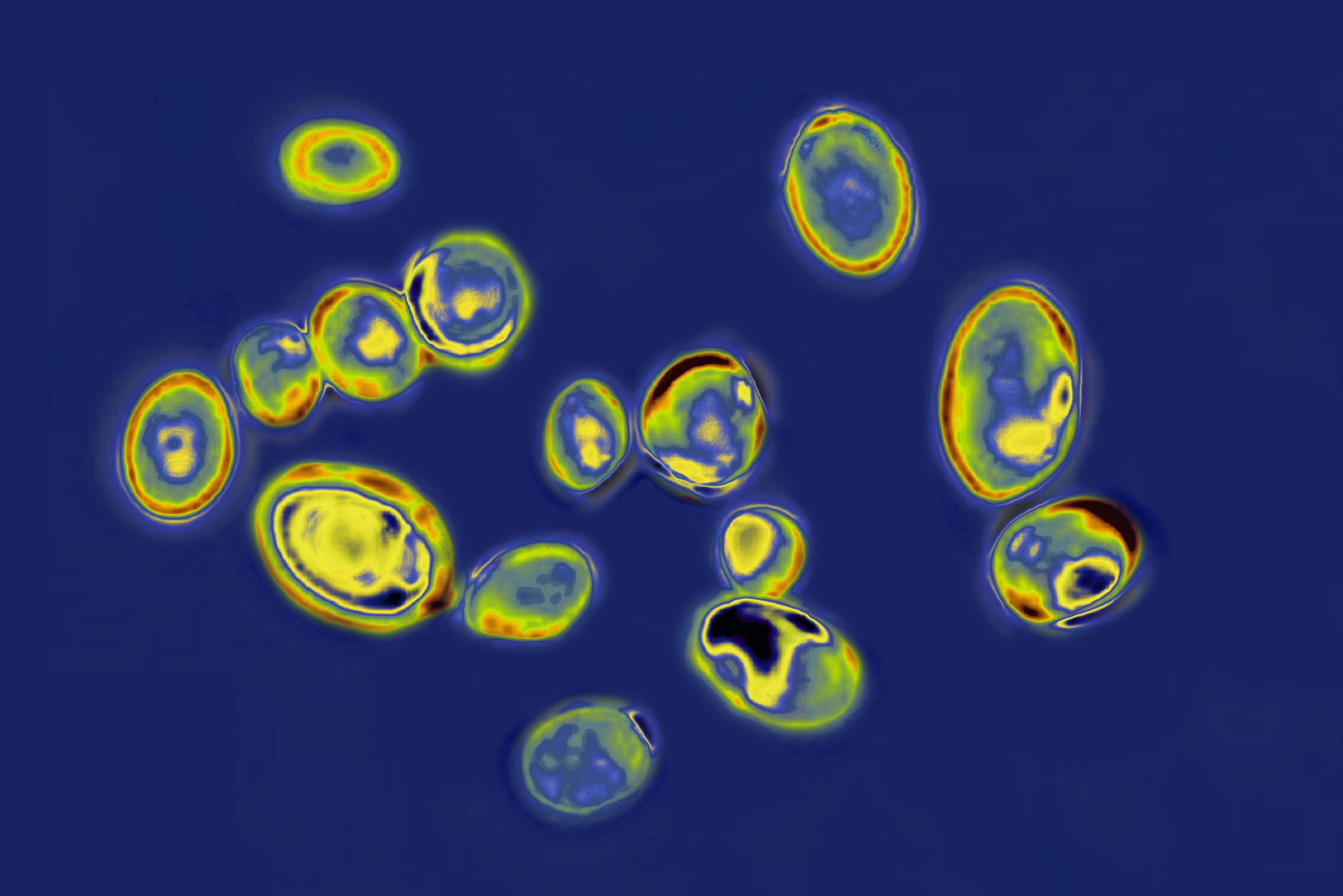 Laboratory of Emerging Fungal Pathogens