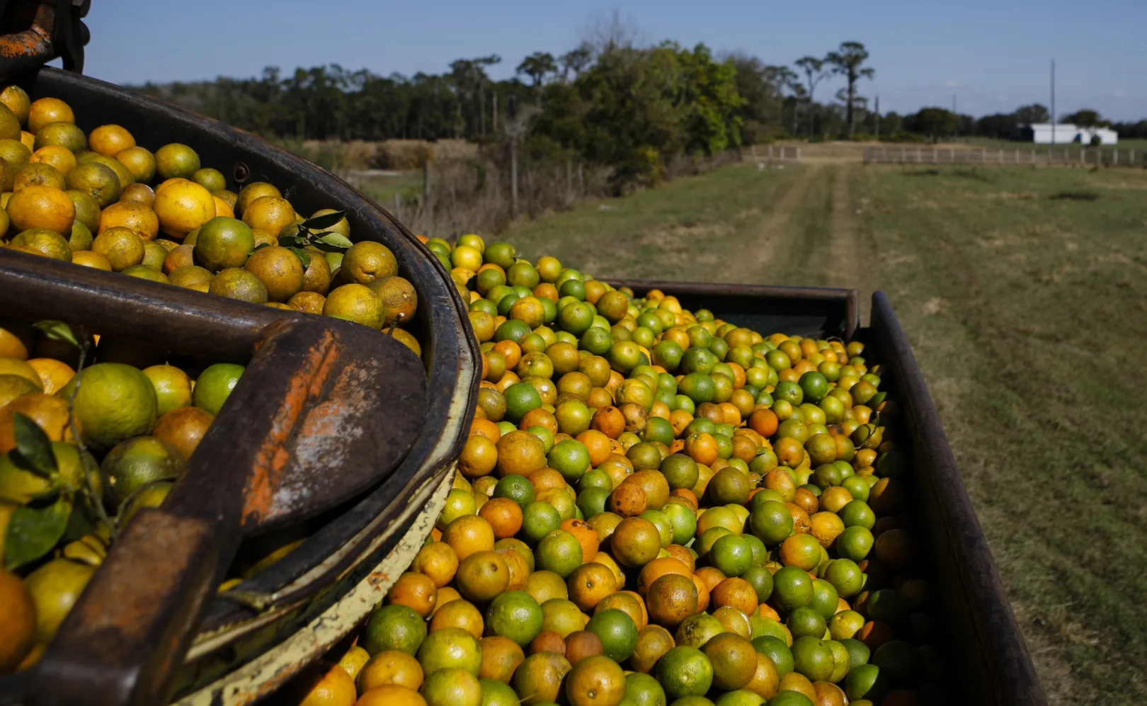 Florida Farmers Rush to Save Oranges as Juice Price Hits Records - Bloomberg