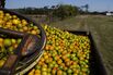 Florida Orange Harvest 