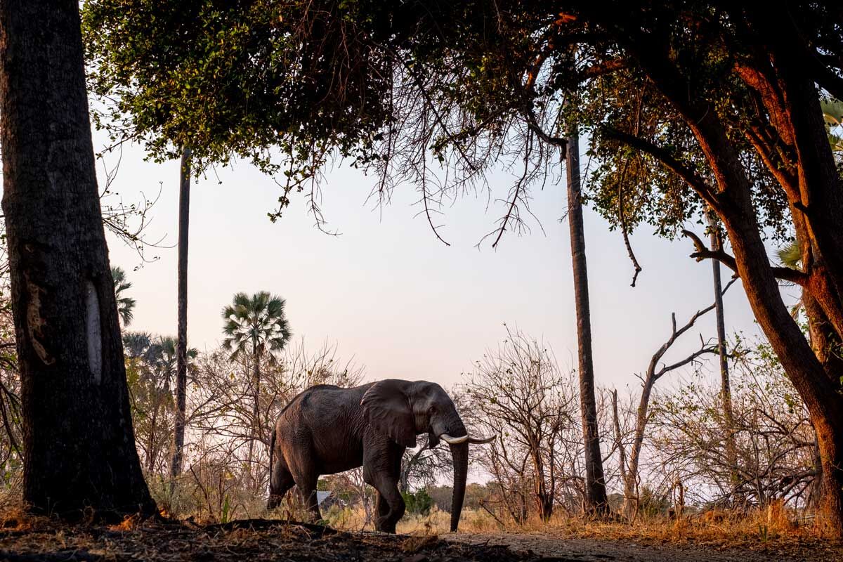 Is Elephant Hunting Legal? Trophy Hunt Election Topic in Botswana