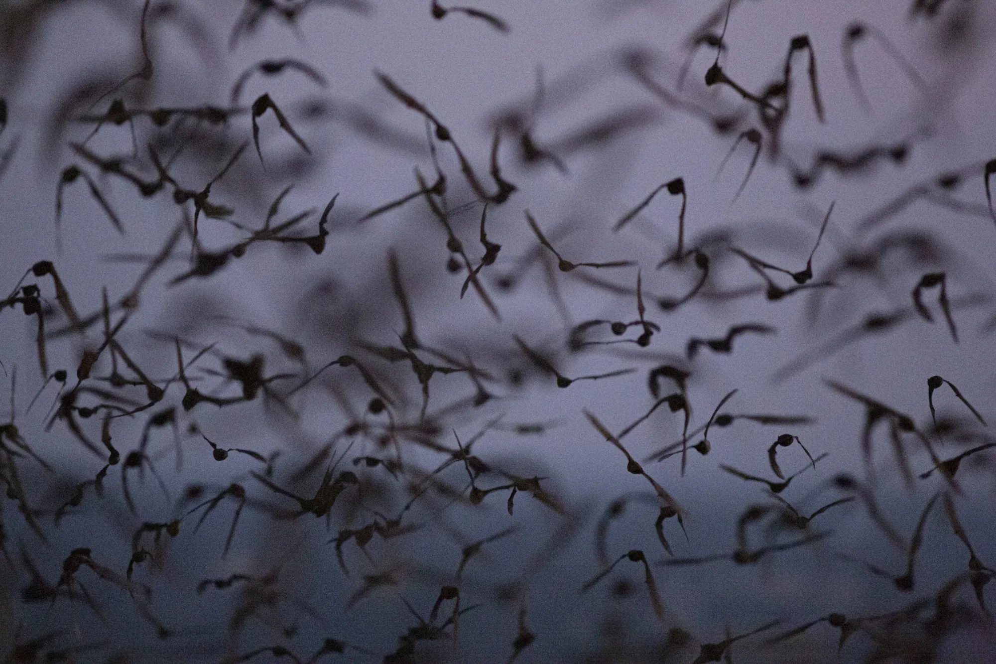 Thai Scientists Catch Bats to Trace Virus Origins