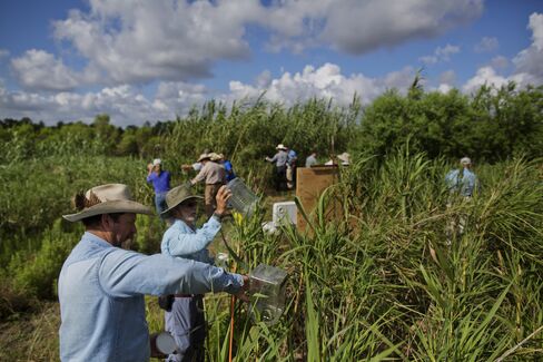 Wasps Released into Carrizo Cane Field