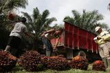 Palm Oil Falls to 2-Year Low as Stocks Swell