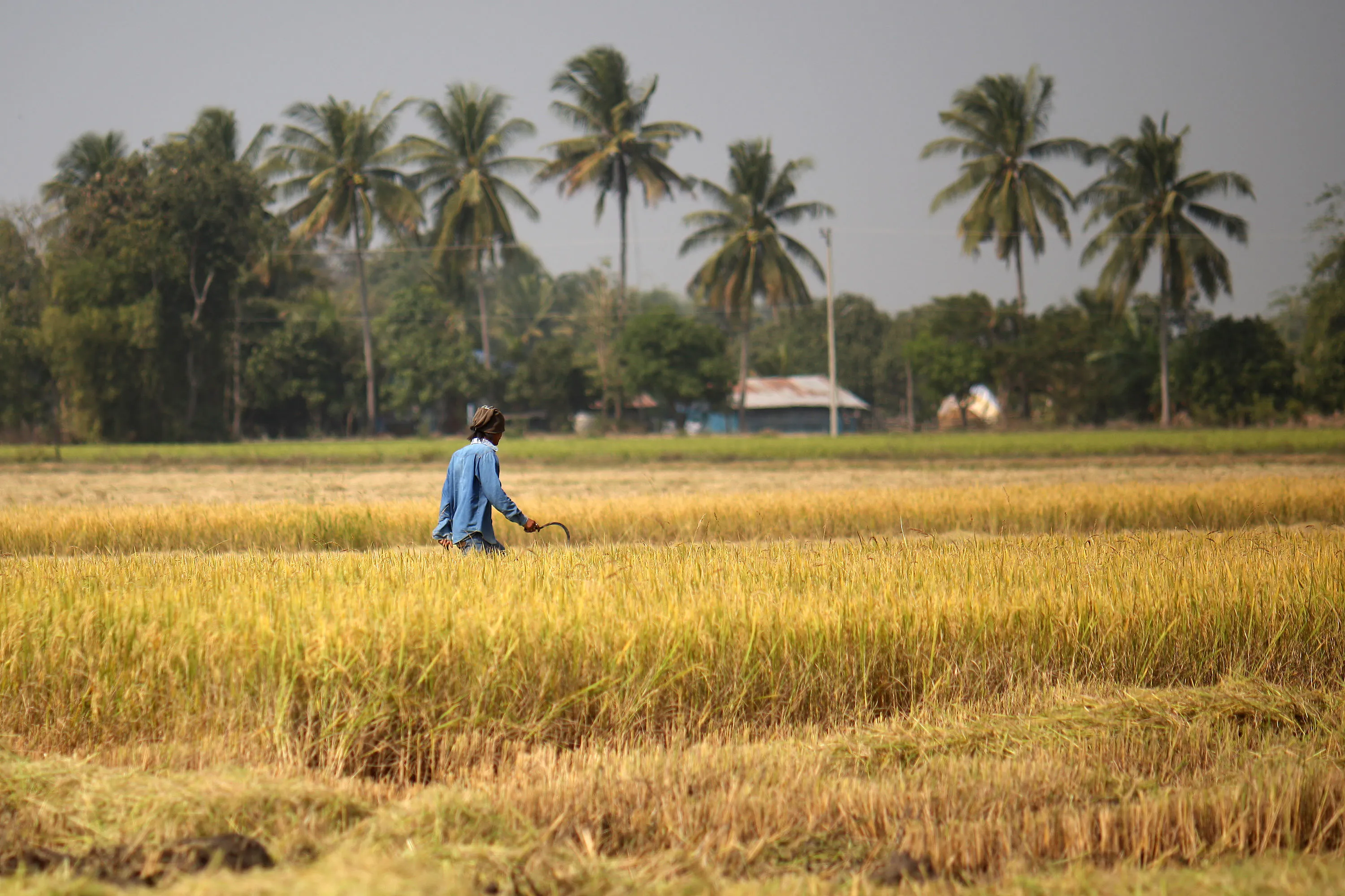 If Thailand sneezes, does the world catch a cold?
