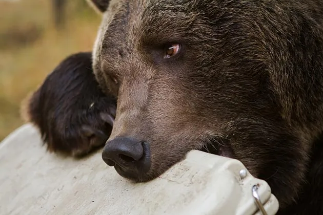 The Most Expensive, Bear-Proof, Thief-Baiting Way to Keep Your Beer Cold