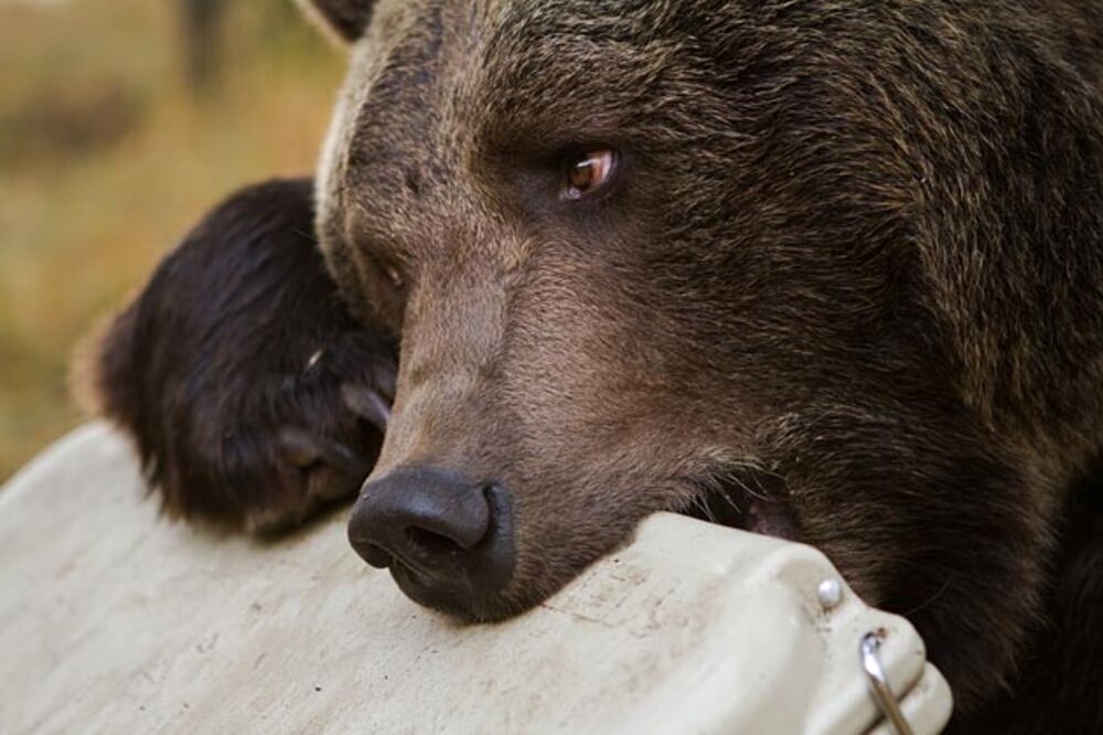 grizzly bear cooler