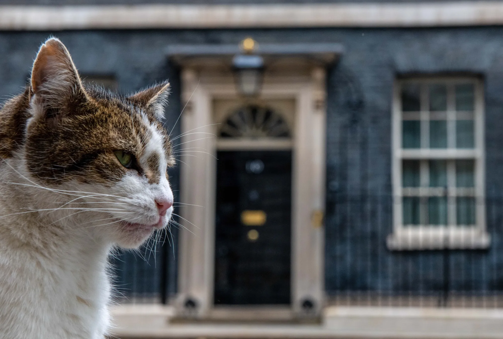Larry the Downing Street cat has outlasted three prime ministers.