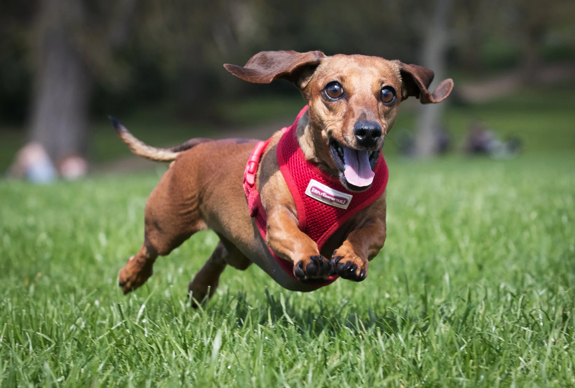 SoftBank Backs Dog DNA Startup Embark at $700 Million Valuation - Bloomberg