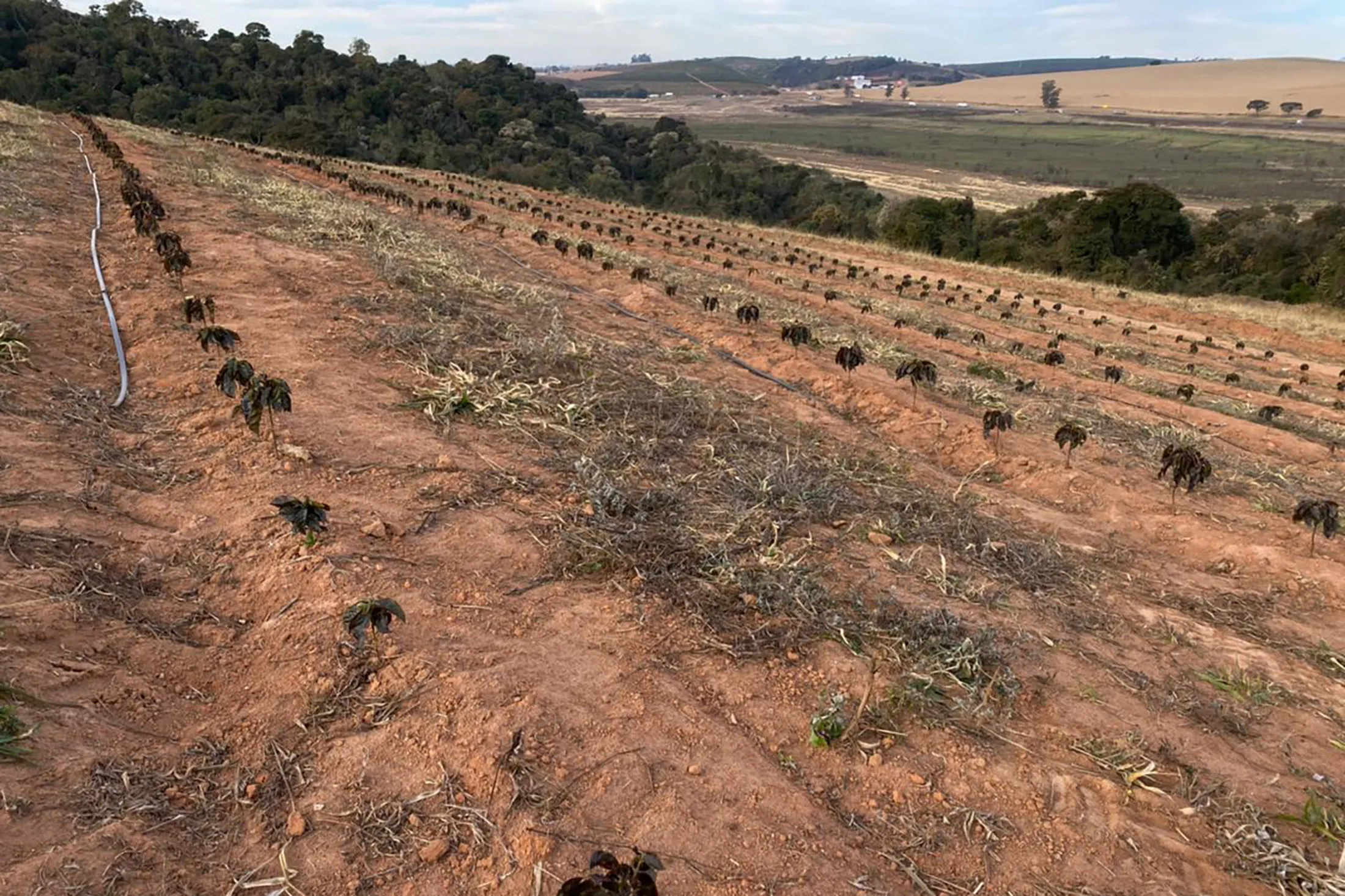 Reiner’s young coffee trees that were damaged by frost in Monsenhor Paulo municipality, Minas Gerais state, Brazil.
