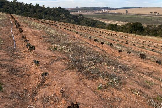 Brazil’s Frost May Kill Young Coffee Trees, Hurt Crops for Years