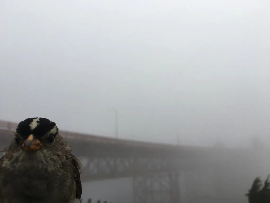 A white-crowned sparrow (Zonotrichia leucophrys) male in San Francisco. The songbirds have adapted their mating tunes to urban life.&nbsp;