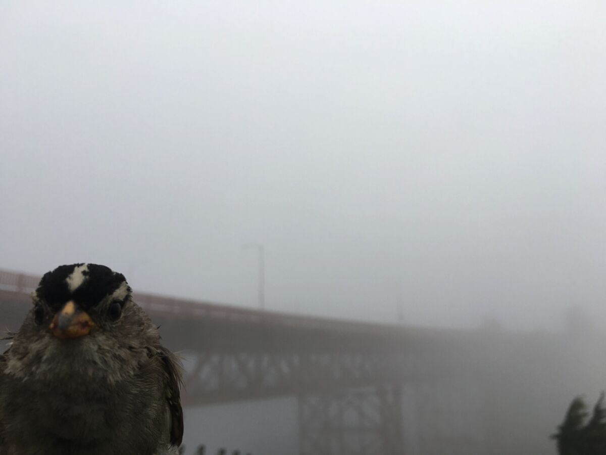 Urban Birds Sang a Different Tune During Lockdowns - Bloomberg