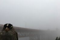 White-crowned sparrow near the Golden Gate Bridge