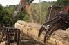 Machinery cuts logs during a tree harvest in Moundsville, West Virginia.