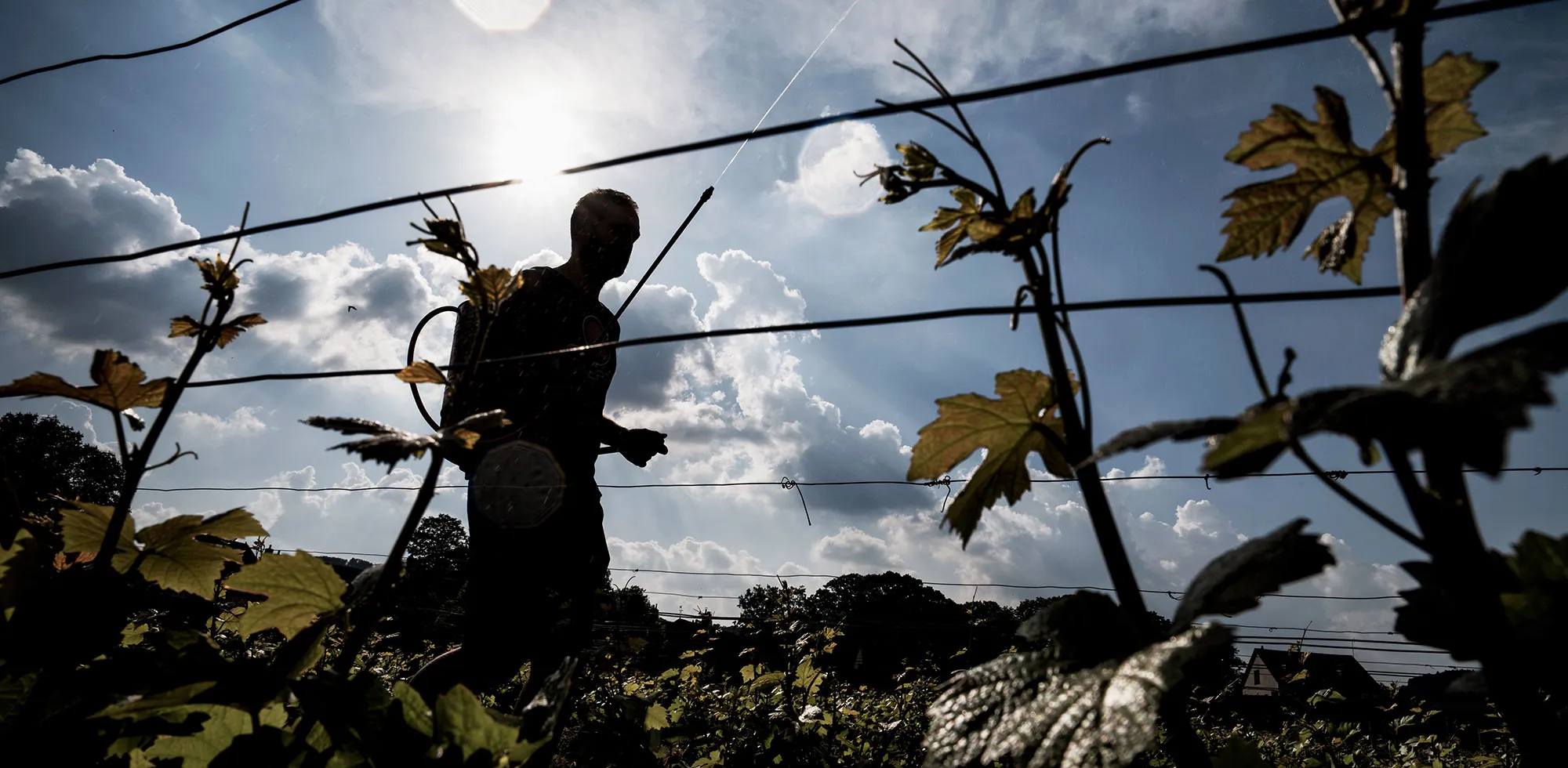 FRANCE-AGRICULTURE-VINICULTURE-FOOD-GASTRONOMY