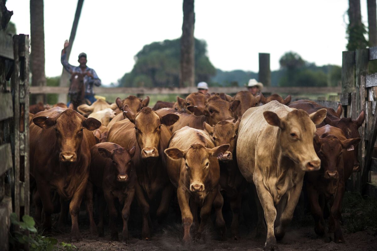 Trump Floats Looking Into US Beef Processing Regulations