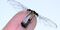 Robot: Robotic Fly