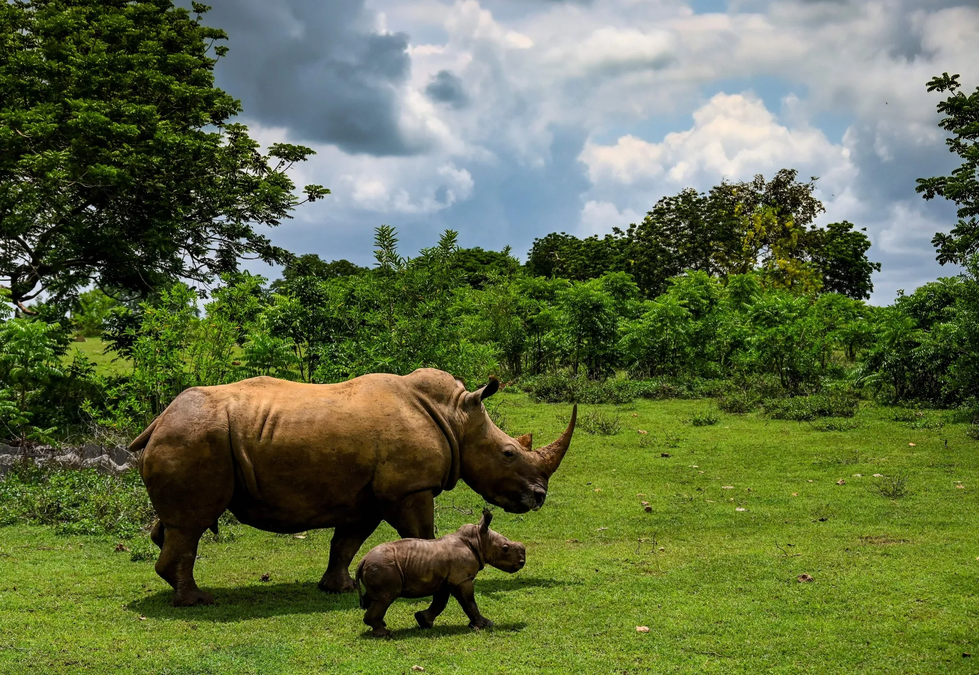 The translocation is the first step in a plan to relocate 15% of the global population of the white rhinos.