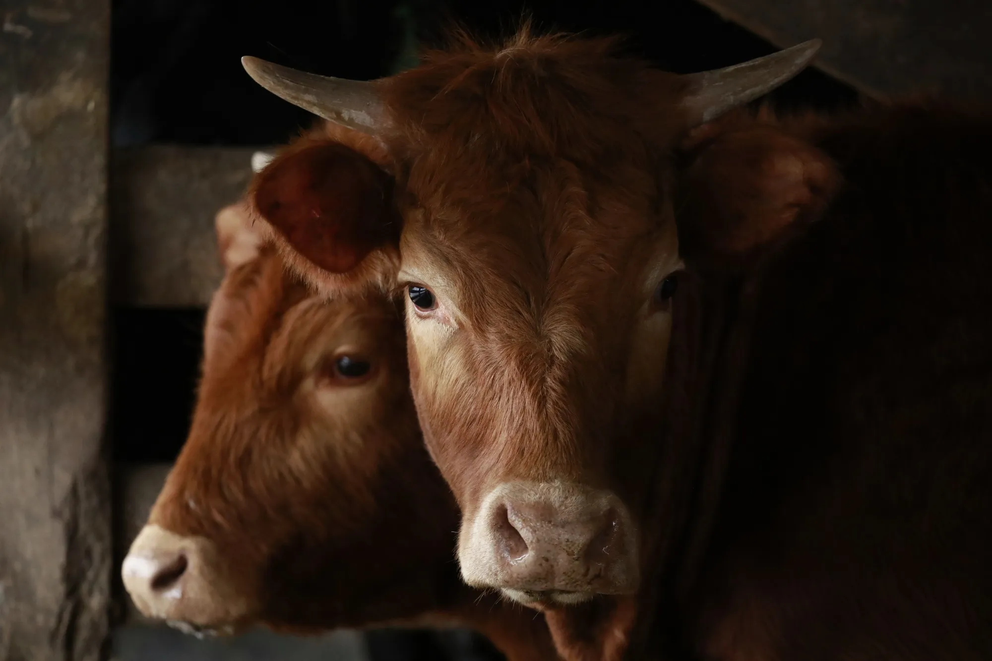 A vaccine could be distributed through existing agricultural supply channels.