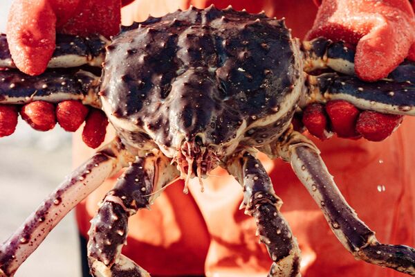 How America Lost Its King Crab Supremacy
