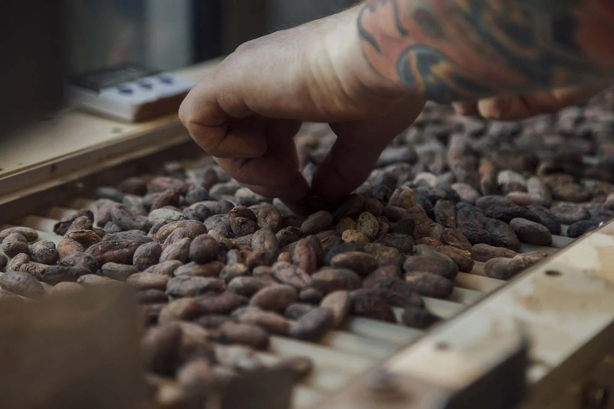 An employee prepares cocoa beans for roasting at a chocolate factory in Paris.