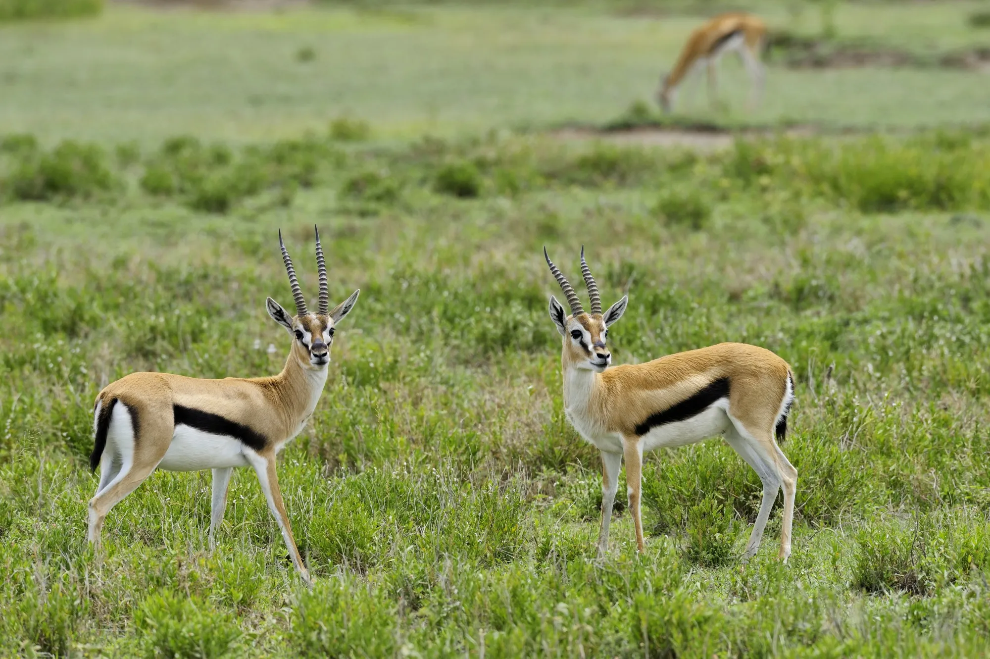 Is that rustling in the grass statistically reliable enough to jump?