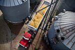 A truck hauls a load of corn between grain bins