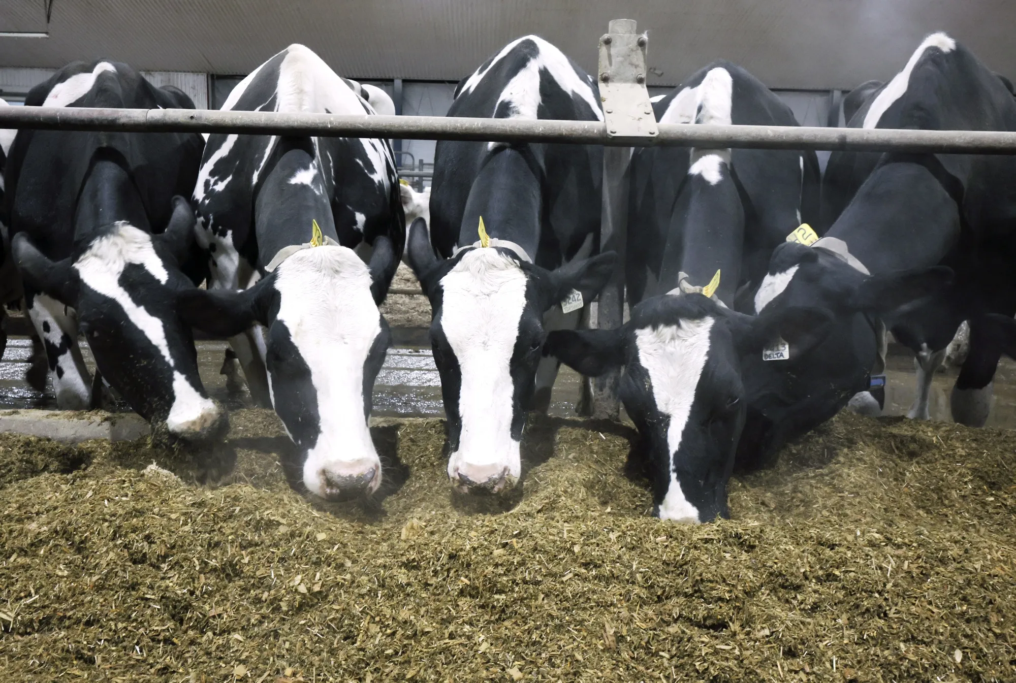 Cows eat at a dairy farm in Howick, Quebec.&nbsp;