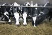 Operations On A Dairy Farm As Omicron A Concern For Canadian Food Production