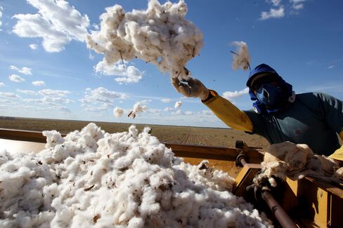 A worker separates harvested cotton