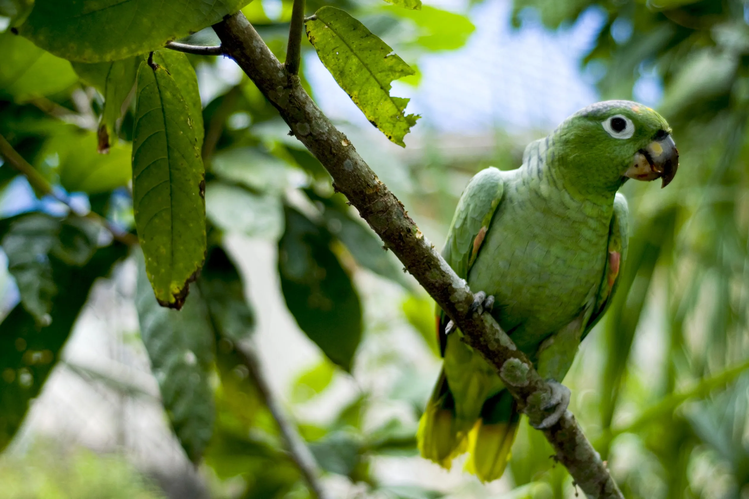 A tropical bird sits on a branch in Yasuni National Park in Ecuador.