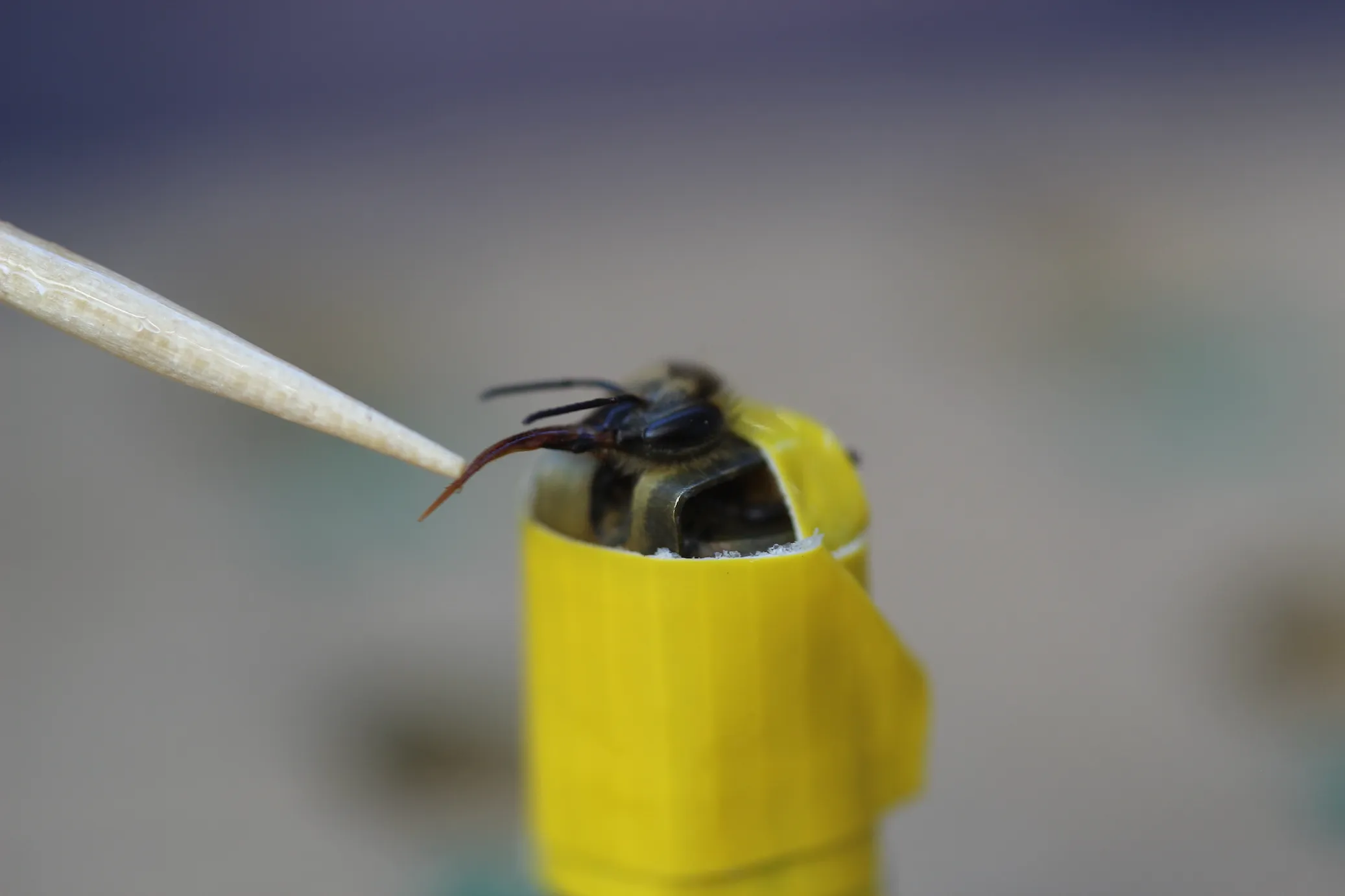 A honeybee enjoying&nbsp;a sugar-syrup treat.&nbsp;