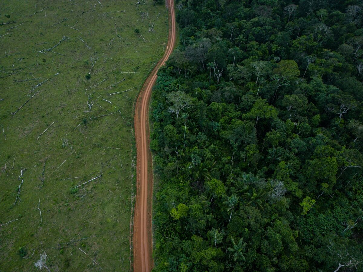 Flat land which has very few trees