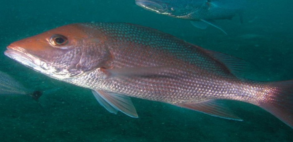 Snapper is one of hundreds of species that can cause Ciguatera poisoning.