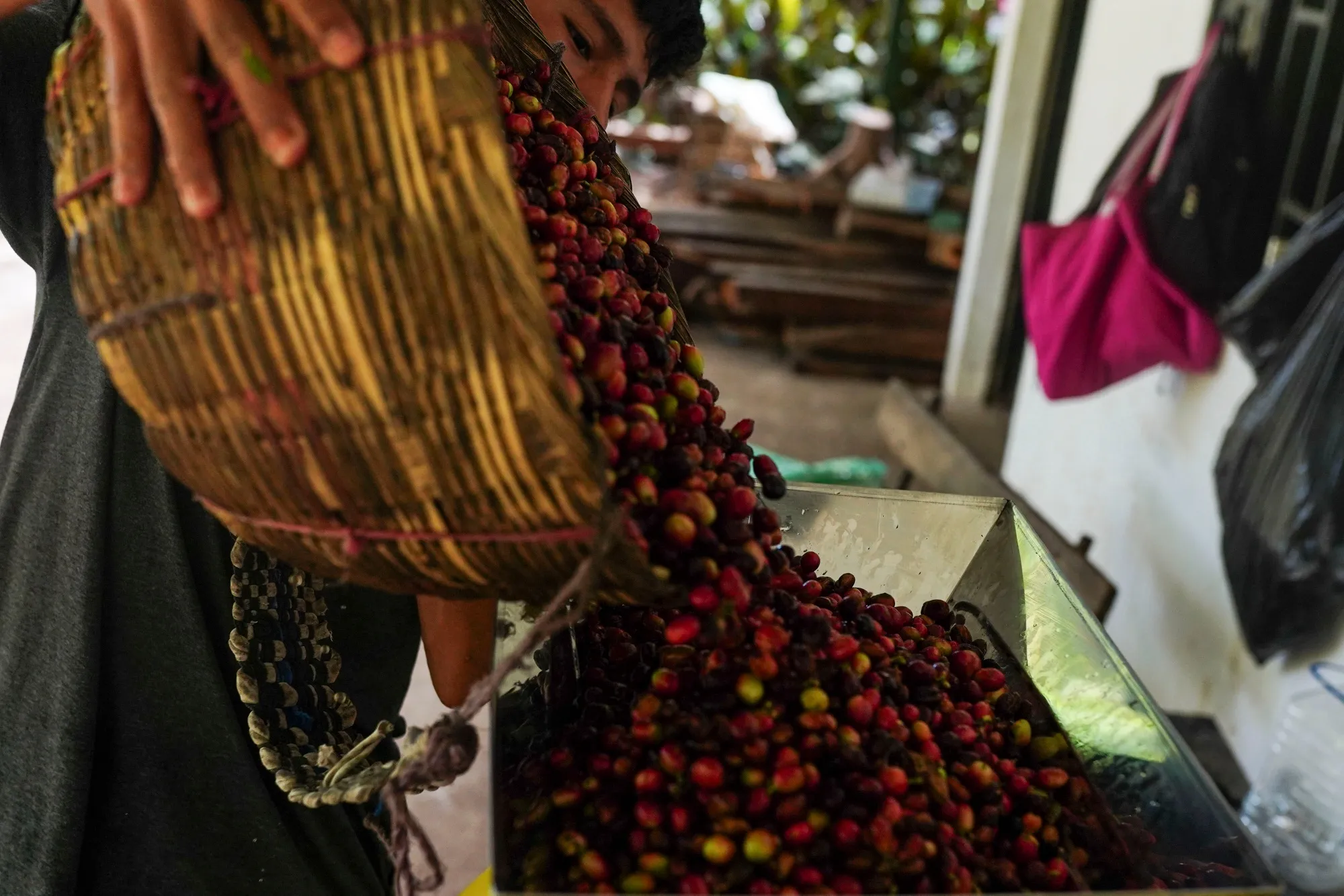 A worker harvests arabica coffee cherries on a farm in Tepecoyo, El Salvador.