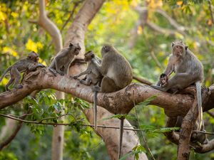 Long-tailed macaques at Cambodia's Phnom Sampov Mountain. Photographer: Anton L. Delgado for Bloomberg Businessweek