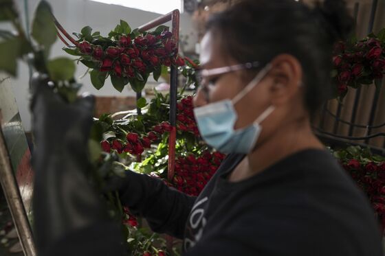 Colombia Flower Growers Recover After Trashing Millions of Roses