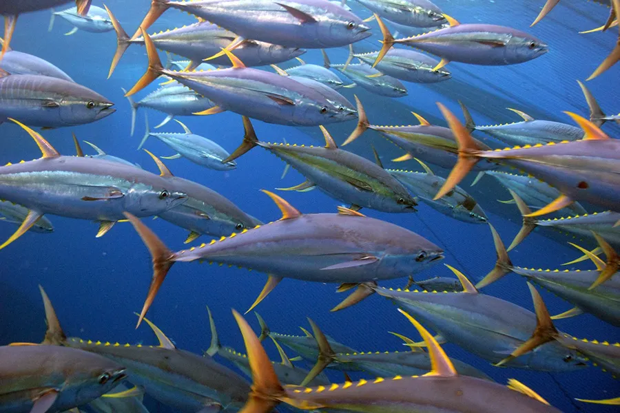 Rising ocean temperatures are expected to cause&nbsp;tuna to migrate eastward toward&nbsp;the Clarion-Clipperton Zone, where deep sea mining is most likely to occur.