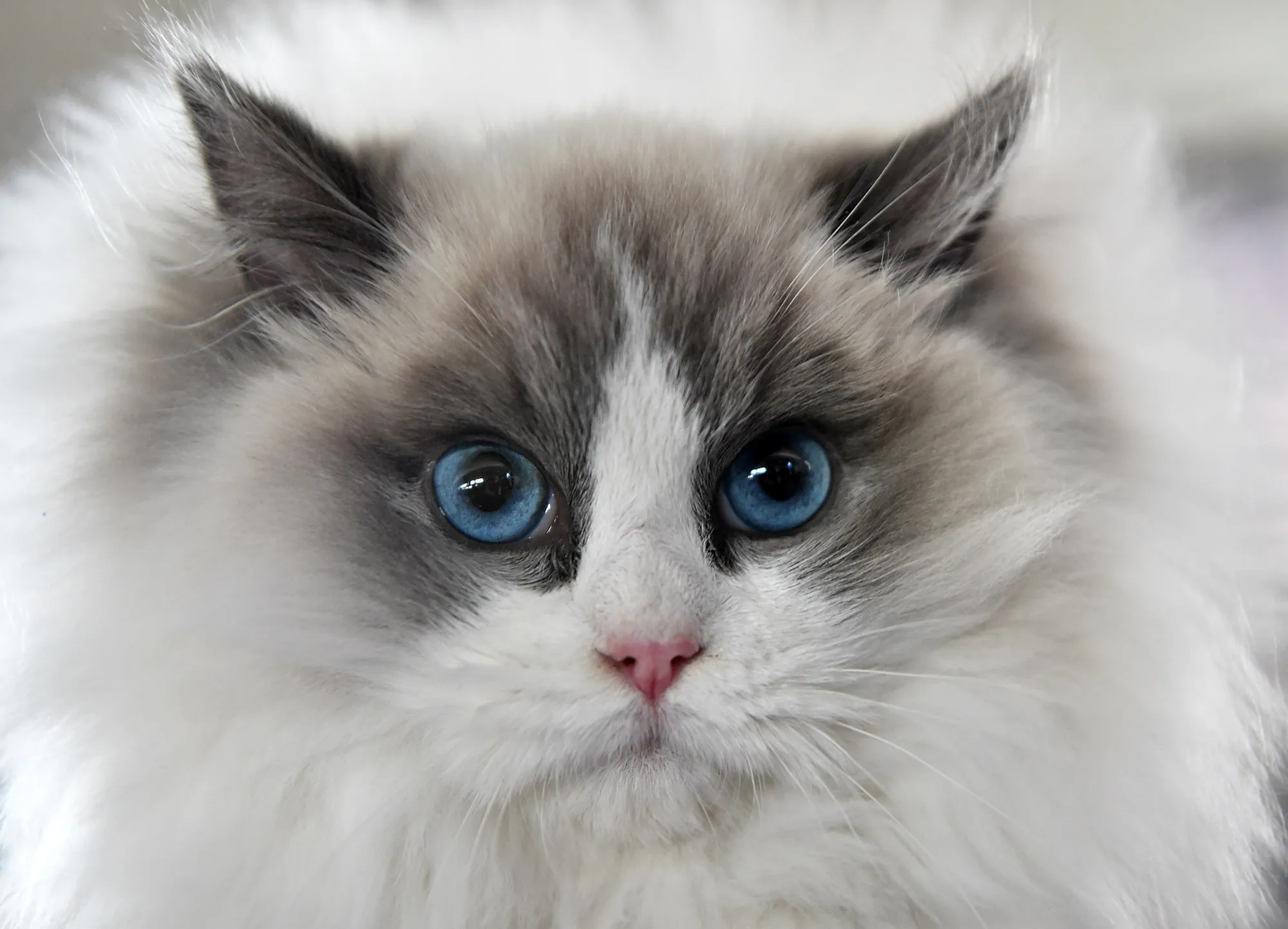 A Ragdoll domestic cat.