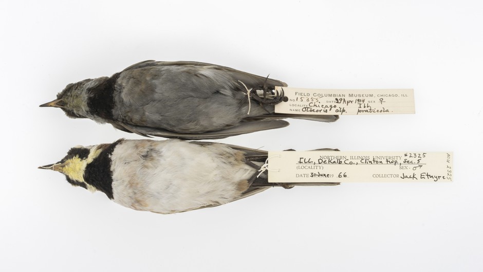 Horned Larks from 1904 (top) and 1966 (bottom), The Field Museum.