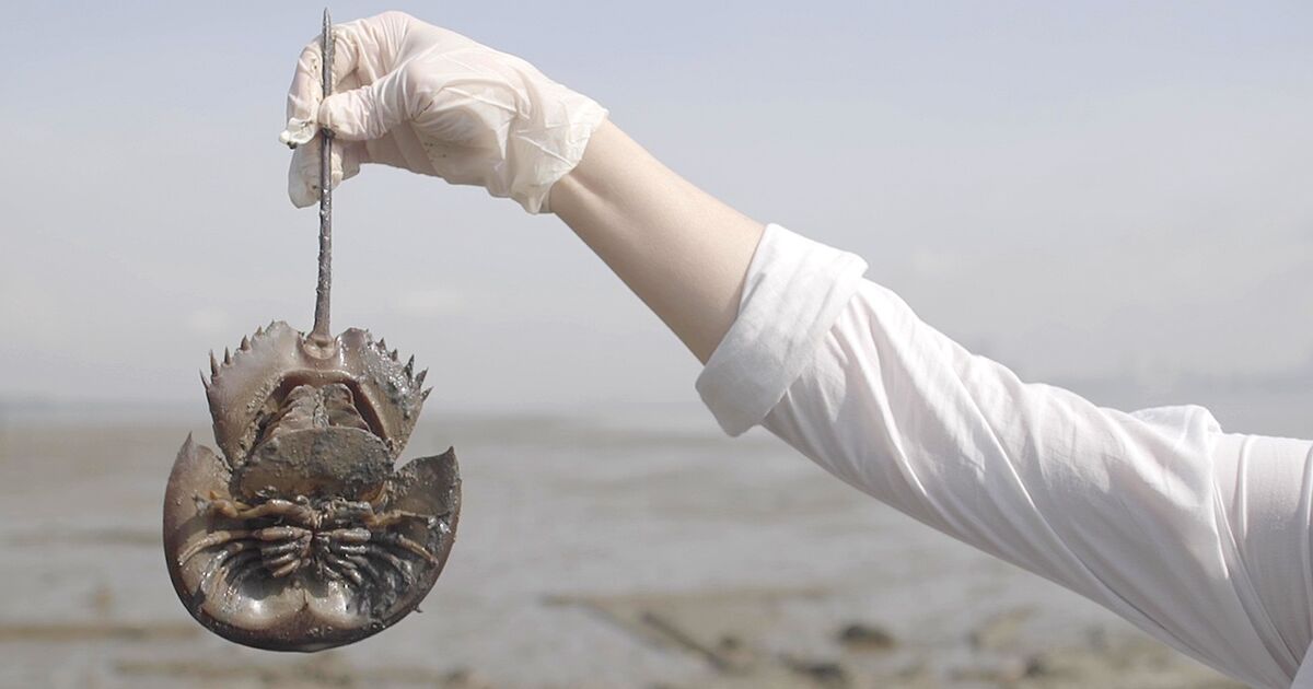 How Big Pharma Could Save The Horseshoe Crab Bloomberg