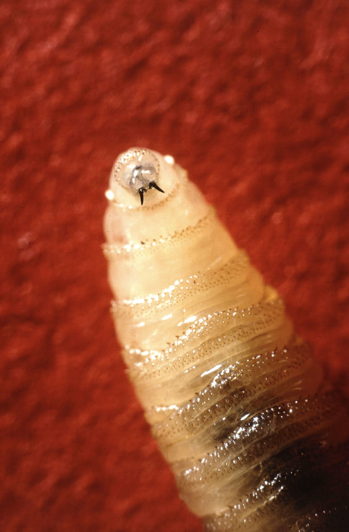 Deadly Screwworm Parasite Found in US in Threat to Cattle Herd