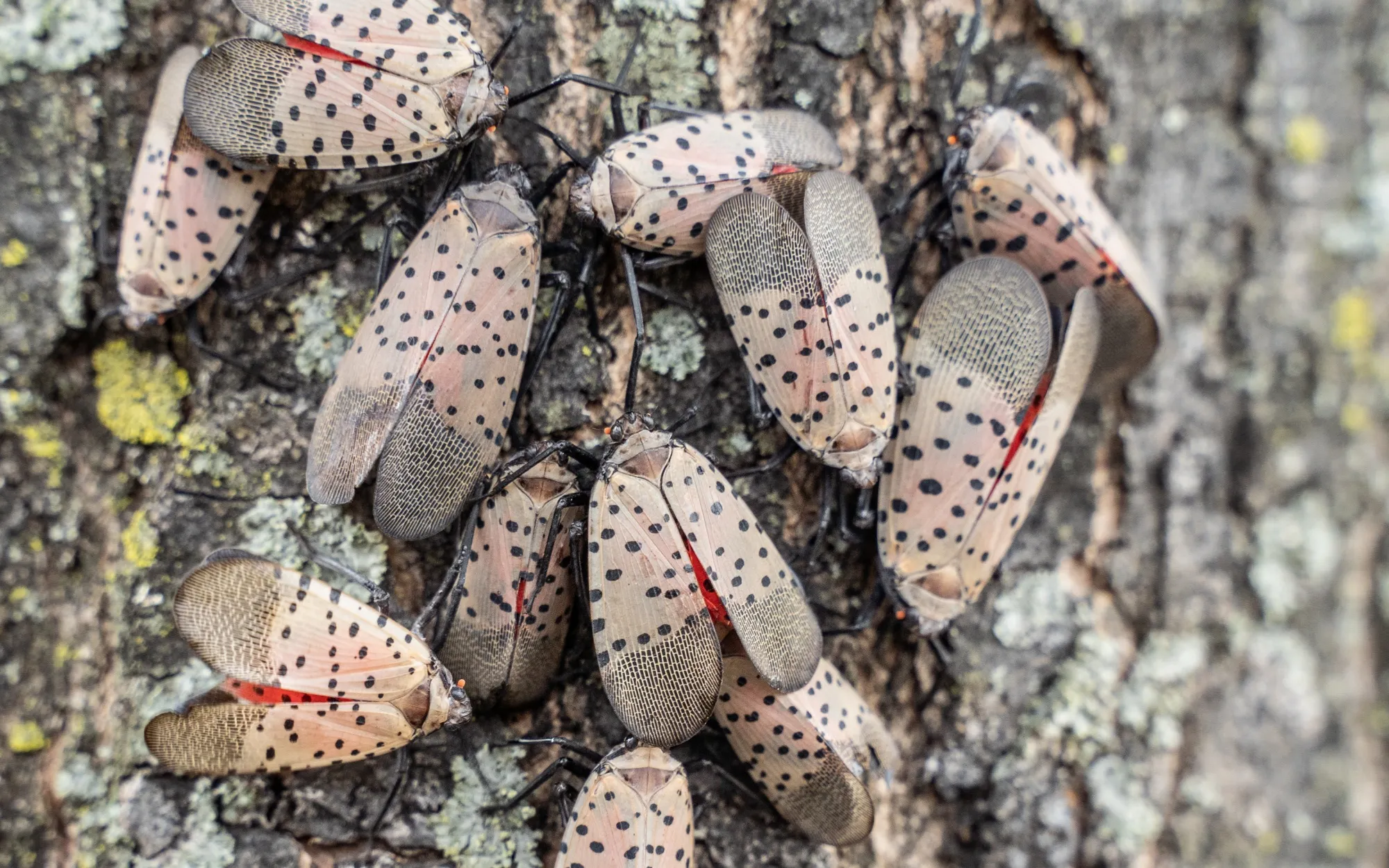 Swarms of spotted lanternflies pose threats to trees and other vegetation.