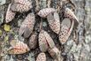 Swarm of Spotted Lanternflies