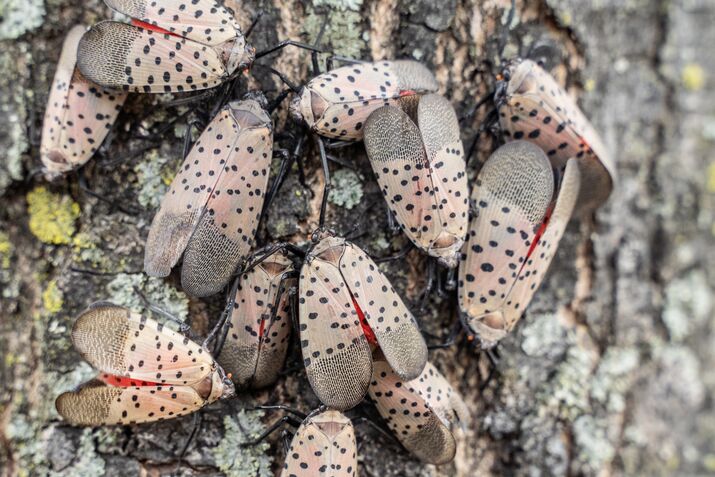 Swarm of Spotted Lanternflies