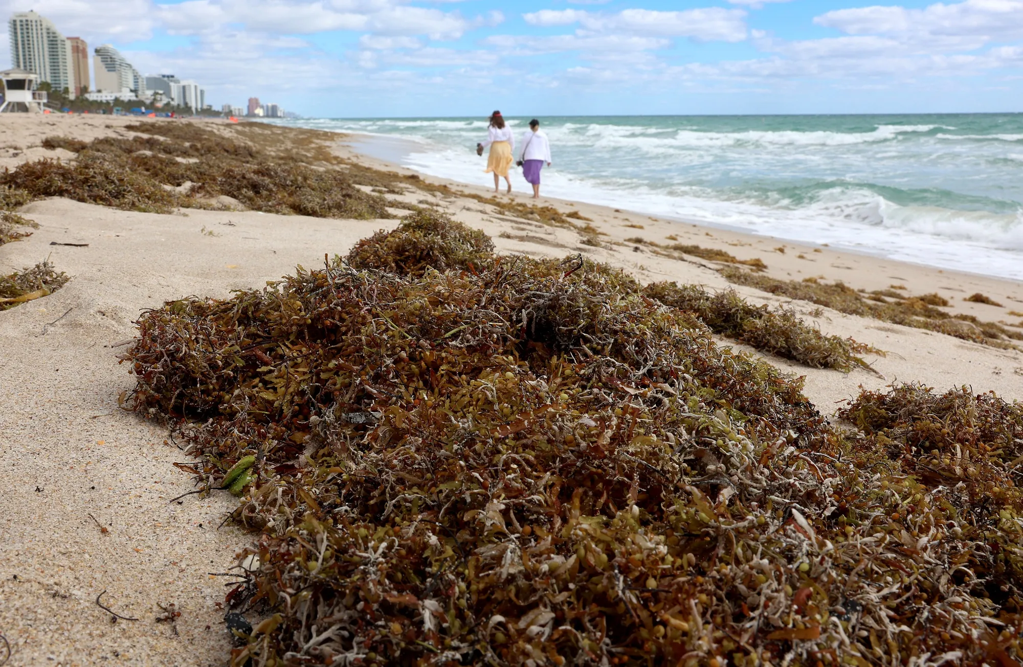 Beachgoers walk past seaweed that washed ashore on the beach at Fort Lauderdale, Florida.&nbsp;