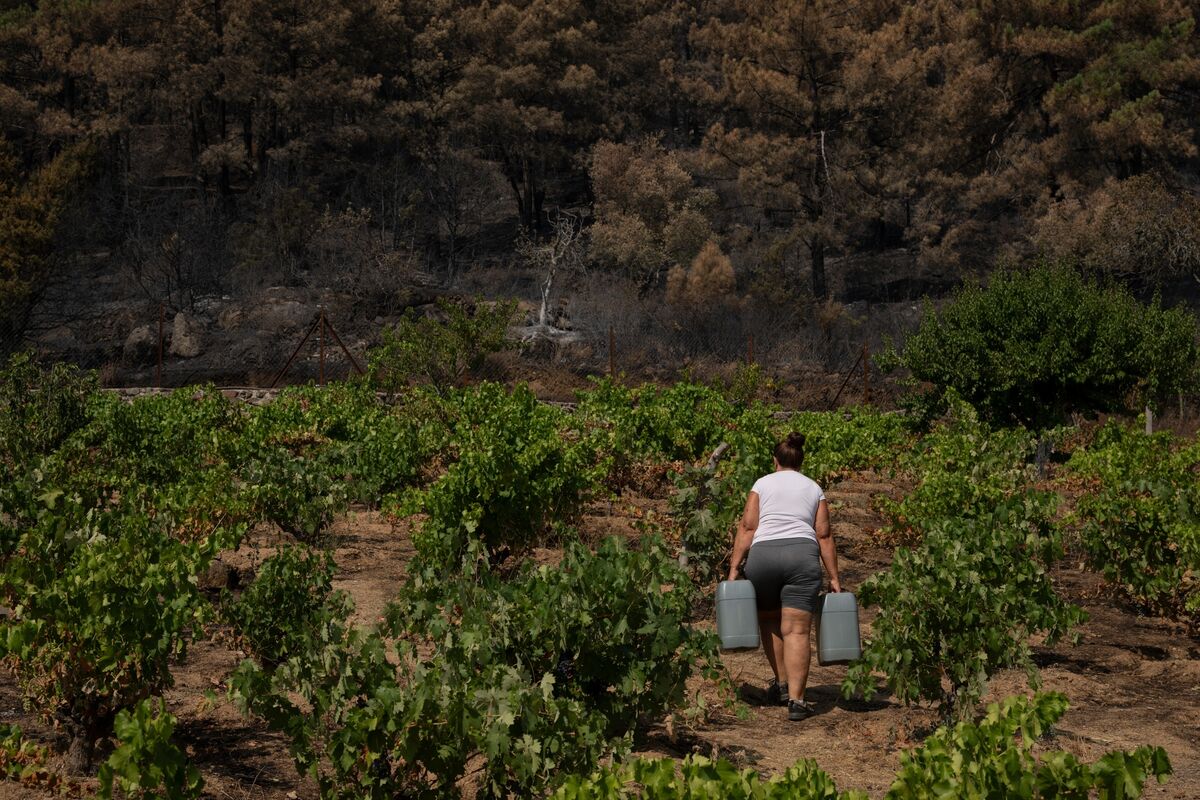 bloomberg.com - Nil Codina Martinez - Wine Comes Earlier in Europe's Searing Summer Heat