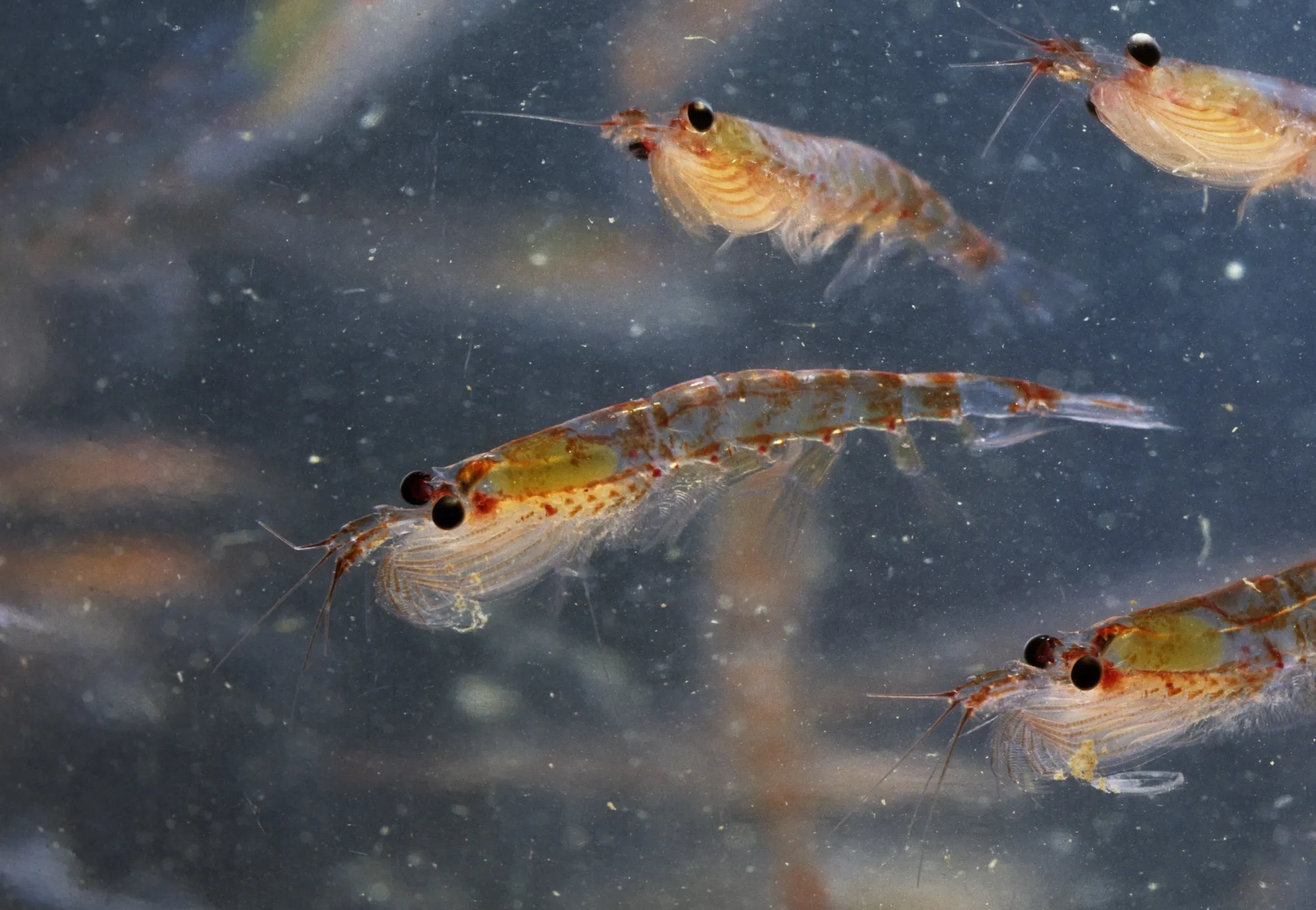 Antarctic krill stay cool by changing color. So can buildings, researchers say.&nbsp;